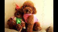 养一只泰迪犬是什么体验?