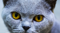 猫下巴上长了这样的东西，请问这是什么，应该怎么办？