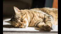 别贩卖养猫焦虑了。什么时候猫白球比低就是确定猫传腹了？
