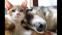 养猫家庭最大的烦恼是什么？