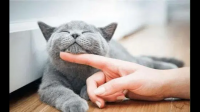 猫会恋爱吗？