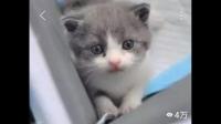 在网上看到一个帖子，在火灾中，如果救猫自己就